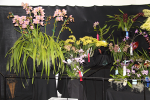 American Orchid Society Show Trophy ST 83 pts. left